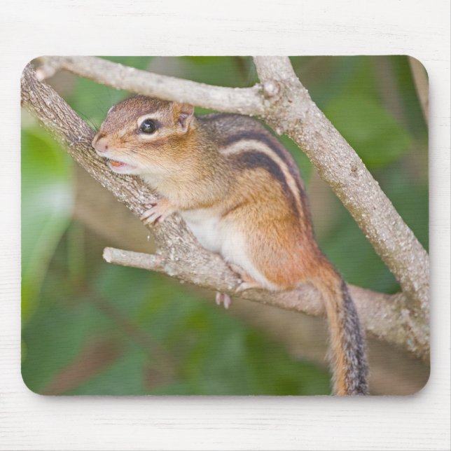Tapis De Souris Chipmonk (Devant)
