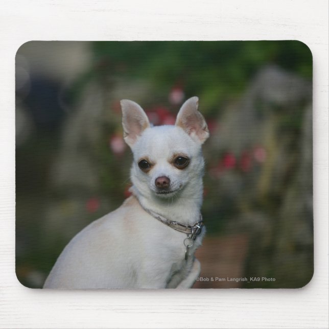 Tapis De Souris Chiwawa blanc (Devant)