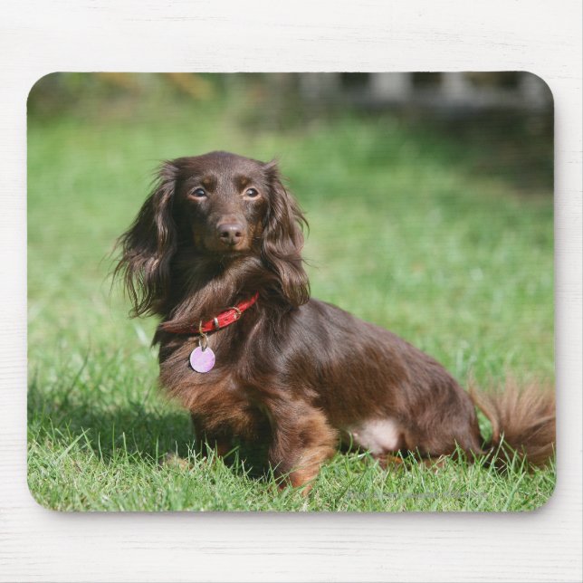 Tapis De Souris Chocolat et teckel miniature aux cheveux longs (Devant)
