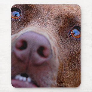 Tapis De Souris Chocolat Lab Pit Mélanger le nez de chien