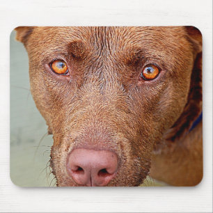 Tapis De Souris Chocolat Lab Pit Mix Portrait de chien 2