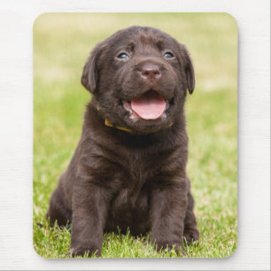 Tapis De Souris Chocolate Lab Puppy