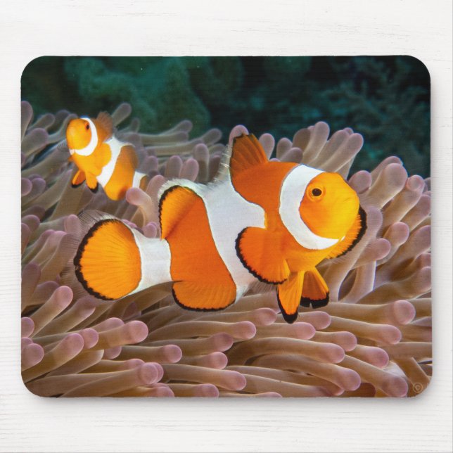 Tapis De Souris Clown Fish (Devant)