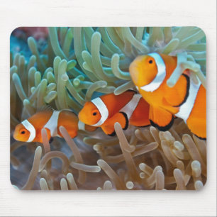 Tapis De Souris Clownfish