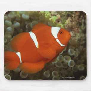 Tapis De Souris Clownfish marron avec l'actinie