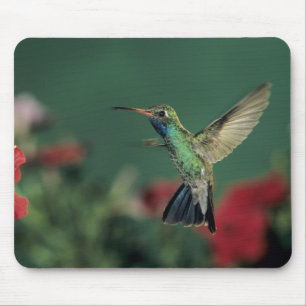 Tapis De Souris Colibri à bec large, Cynanthus