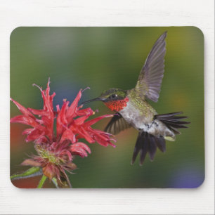Tapis De Souris Colibri à gorge rubis