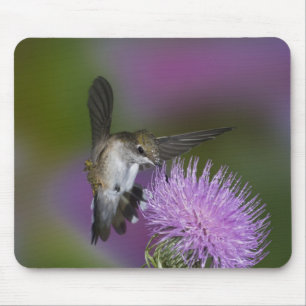 Tapis De Souris Colibri à gorge rubis en vol au chardon