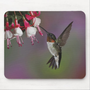 Tapis De Souris Colibri à gorge rubis mâle, Archilochus