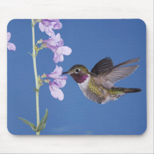 Tapis De Souris Colibri à queue large, Selasphorus