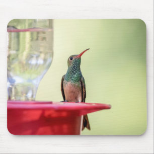 Tapis De Souris Colibri à ventre cassé au Texas