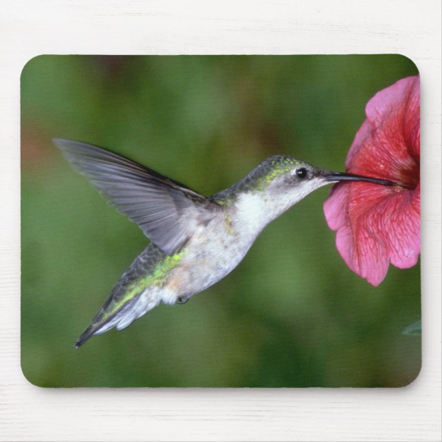 Tapis De Souris colibri Rubis-throated (femelle) avec le pétunia (Devant)