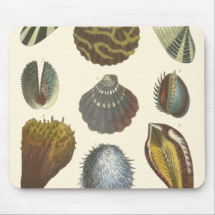 Tapis De Souris Collection de conchyliologie