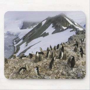 Tapis De Souris Colonie des pingouins de jugulaire