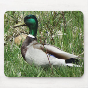 Tapis De Souris Colvert mâle B55 Canard colvert dans l'herbe