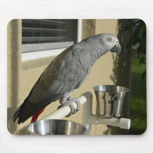 Tapis De Souris Congo : Le perroquet gris africain sur pied