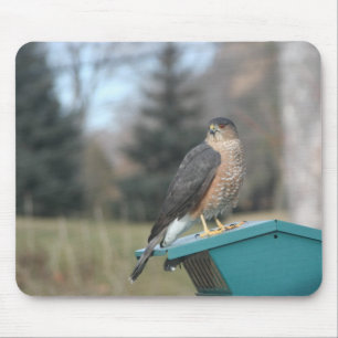 Tapis De Souris Coopers Hawk