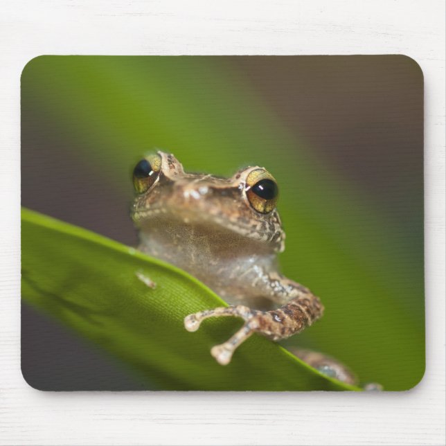 Tapis De Souris Coqui commun, Eleutherodactylus coqui (Devant)