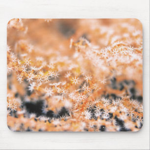 Tapis De Souris Corail de Gorgonian 2