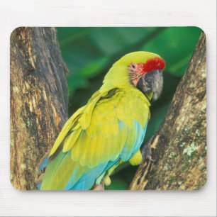 Tapis De Souris Costa Rica, Ara Ambigua, Grand Ara Vert.
