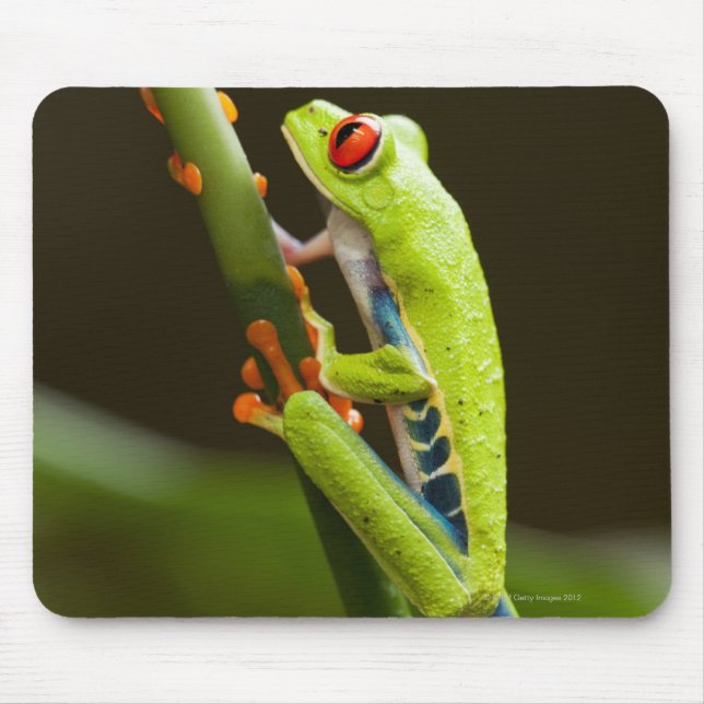 Tapis De Souris Costa Rica, Monteverde, Grenouille des arbres roug (Devant)