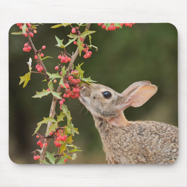 Tapis De Souris Cottontail Est | Sud du Texas (Devant)