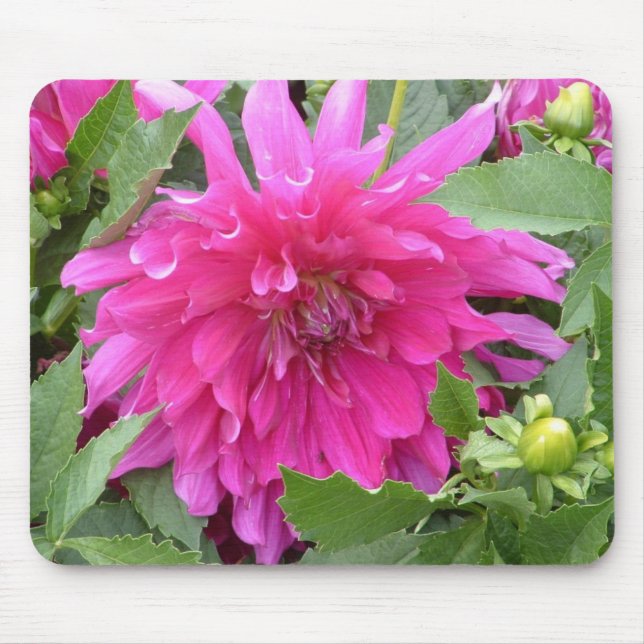 Tapis De Souris "Couleurs vraies de dahlia… " (Devant)