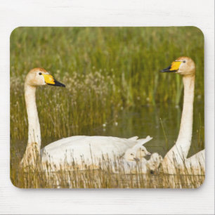 Tapis De Souris Couple de cygnes chanteurs avec cygneaux en Island