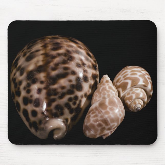 Tapis De Souris Cowrie Cones Mousepad (Devant)