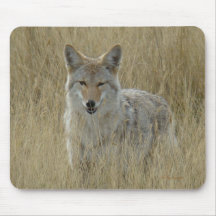 Coyote R2 dans l'herbe grande