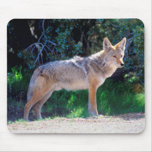 Tapis De Souris Coyote Stand le long d'une route
