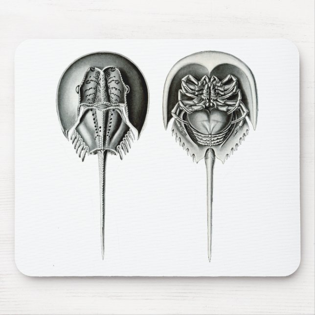 Tapis De Souris Crabe en fer à cheval côtier (Devant)