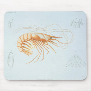 Tapis De Souris Crevette ou crevette, vie marine océanique animale