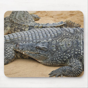 Tapis De Souris Crocodiles