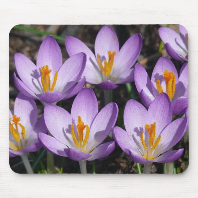 Tapis De Souris Crocus violets ensoleillés (Devant)