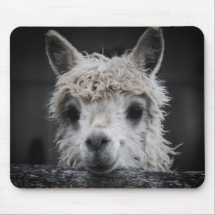 Tapis De Souris Curieux Palette de souris Alpaca