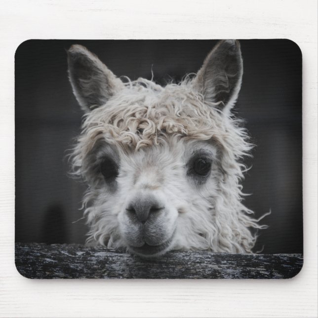 Tapis De Souris Curieux Palette de souris Alpaca (Devant)