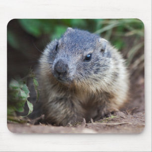 Tapis De Souris Curious Baby Marmot Mousemat