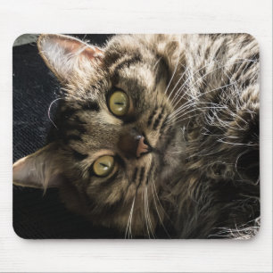 Tapis De Souris Cute Fluffy Tabby Chat