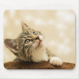 Tapis De Souris Cute Kitten avec une paille étirée