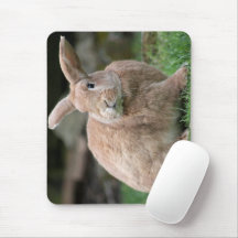 Cute lapin de gingembre avec de grandes oreilles