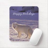 Cute White Arctic Fox neige hiver Photographie