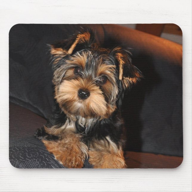 Tapis De Souris Cute Yorkshire Terrier Puppy (Devant)