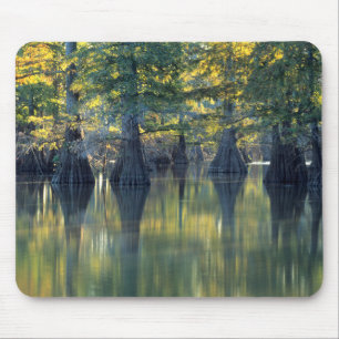 Tapis De Souris Cyprès chauves   Horseshoe Lake Illinois