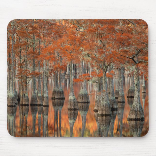 Tapis De Souris Cyprès | George Smith State Park, Géorgie (Devant)