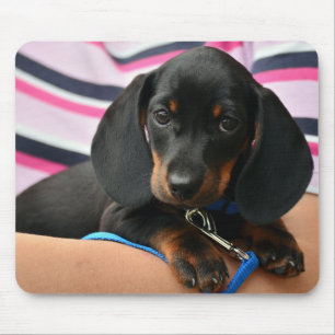 Tapis De Souris dachshund, chiot, animal de compagnie