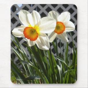 Tapis De Souris Daffodiques de printemps
