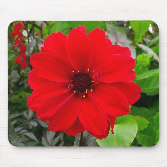 Tapis De Souris Dahlia - Evêque de Llandaff (Devant)
