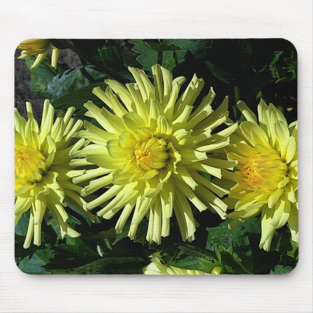 Tapis De Souris Dahlia Lakeview Llow #1 Panier de souris (Devant)