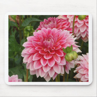 Tapis De Souris "Dahlia rose de Pom Pom "